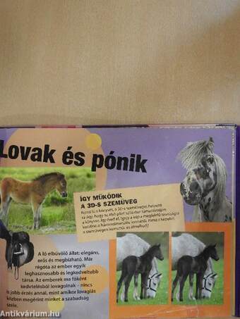 Lovak és pónik