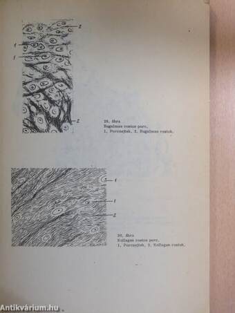 Ábrafüzet az állatszervezettani gyakorlatok Sejt- és szövettani rész c. jegyzethez