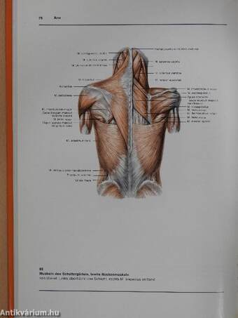 Atlas der Anatomie des Menschen I-III.