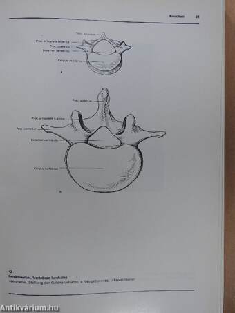 Atlas der Anatomie des Menschen I-III.