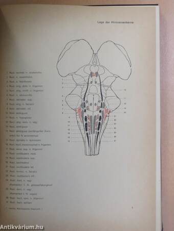 Funktionelle neurologische Diagnostik 1.