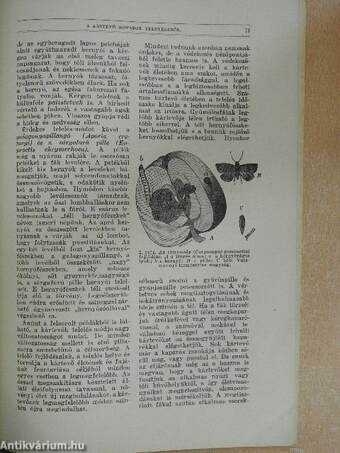 Természettudományi Közlöny 1926. január-december/Pótfüzetek a Természettudományi Közlönyhöz 1926. január-december