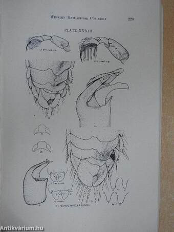 The Corixidae of the Western Hemisphere (Hemiptera)