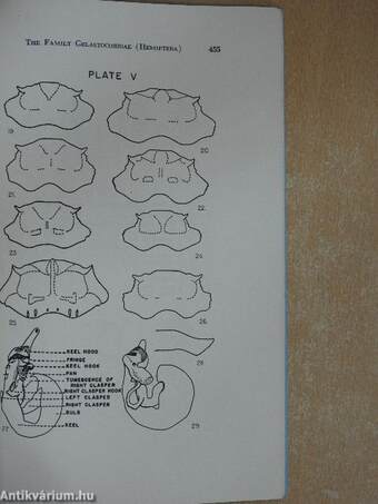 A Taxonomic Revision of the Family Gelastocoridae (Hemiptera)