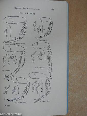 A Revision of the Genus Anisops (Notonectidae, Hemiptera)