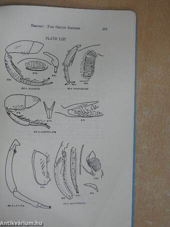 A Revision of the Genus Anisops (Notonectidae, Hemiptera)