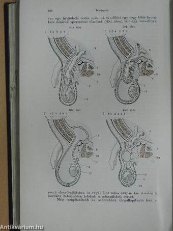 A sebészet tankönyve II. (töredék)