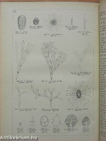 Tiere und Pflanzen des Seenplanktons (gótbetűs)