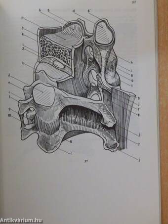 Funktionelle Anatomie der Gelenke 3.