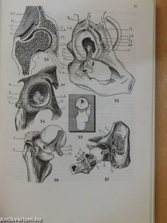 Funktionelle Anatomie der Gelenke 2.