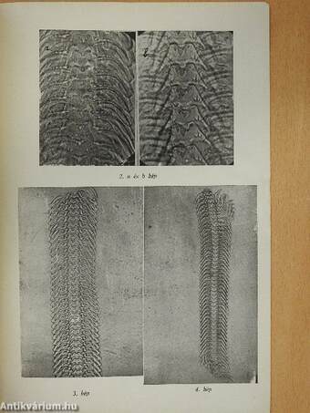 Néhány hazai Lithoglyphus populáció variációstatisztikai feldolgozása és radula vizsgálata