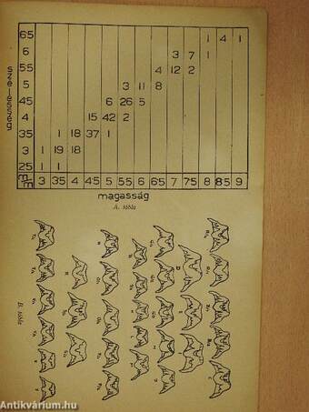 Néhány hazai Lithoglyphus populáció variációstatisztikai feldolgozása és radula vizsgálata