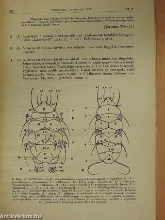 Féreglábúak I.: Medveállatkák