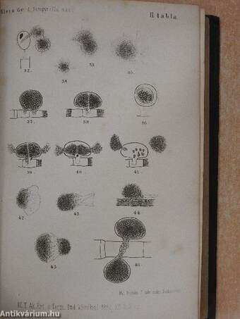 Értekezések a természettudományok köréből 1882-1883. (nem teljes évfolyamok)