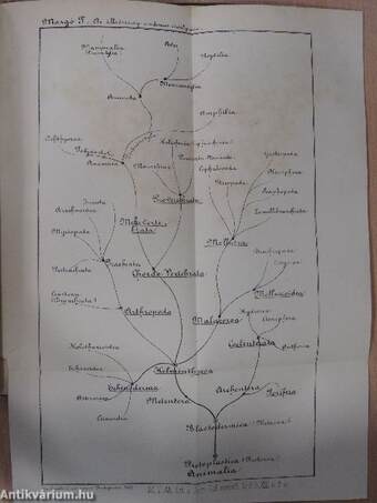 Értekezések a természettudományok köréből 1882-1883. (nem teljes évfolyamok)