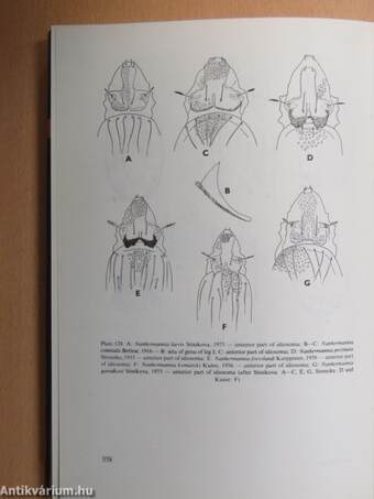 Primitive Oribatids of the Palaearctic Region