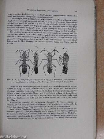 Hemiptera Insularum Canariensium