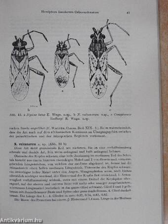 Hemiptera Insularum Caboverdensium