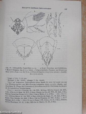 Hemiptera Insularum Caboverdensium