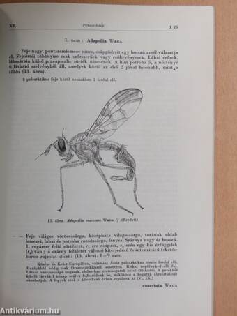 Torpikkelynélküli legyek I.-Muscidae acalyptratae I.