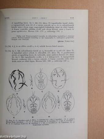 Atkák V.-Acari V.