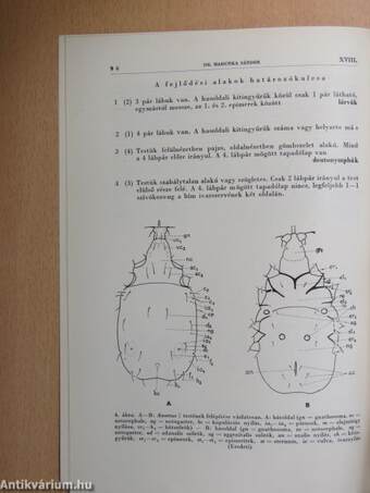 Atkák V.-Acari V.