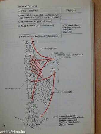 A sportmozgások anatómiai alapjai I.
