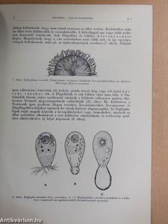 Protozoa-Állati egysejtűek