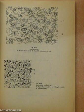 Ábrafüzet az állatszervezettani gyakorlatok Sejt- és szövettani rész c. jegyzethez
