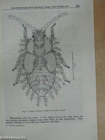 Contribution to the knowledge of new or little known last Nymphal Instars of some tingid-bugs