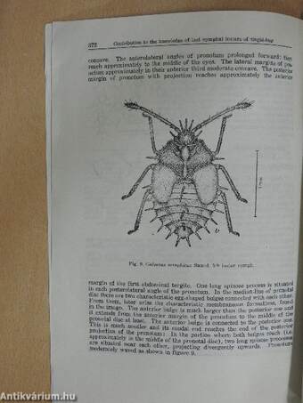 Contribution to the knowledge of new or little known last Nymphal Instars of some tingid-bugs