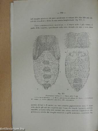 Nota Sull' Heterogaster Urticae F. e sul genere heterogaster schill