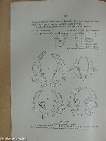 Nota Sull' Heterogaster Urticae F. e sul genere heterogaster schill