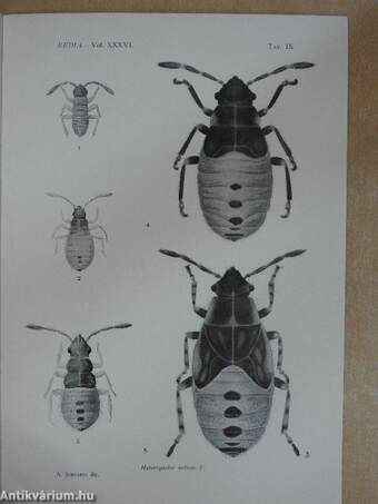 Nota Sull' Heterogaster Urticae F. e sul genere heterogaster schill