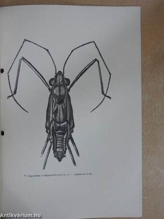 Madagascan Heteroptera in the National Museum of Praha