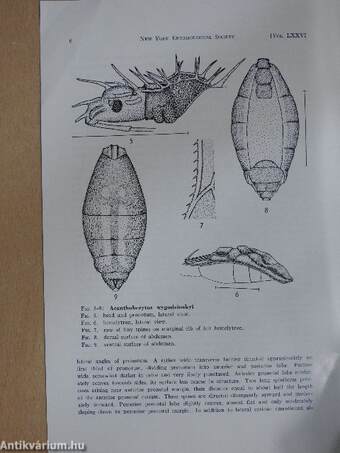 A New Genus of Neotropical Stilt-Bugs