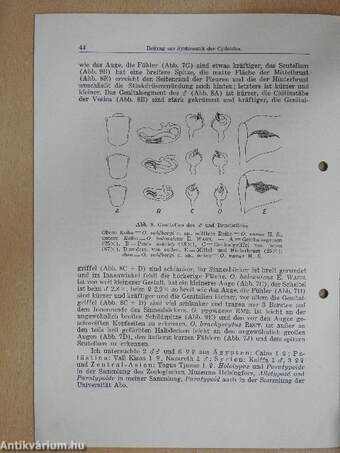 Beitrag zur Systematik der Cydnidae (Hem. Heteropt.)