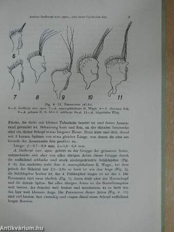 Aethus lindbergi nov. spec., eine neue Cydniden-Art von den Kap Verde-Inseln