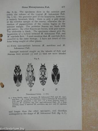 The genus microsynamma fieb. (hemiptera) heteroptera, family miridae