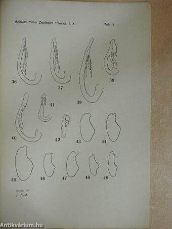 Beiträge zur Morphologie und geographischen Verhreitung der mitteleuropäischen und mediterranen Arten aus der Subfalmilie Cercoptnae