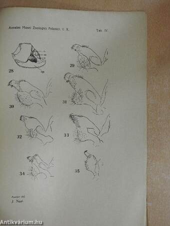 Beiträge zur Morphologie und geographischen Verhreitung der mitteleuropäischen und mediterranen Arten aus der Subfalmilie Cercoptnae