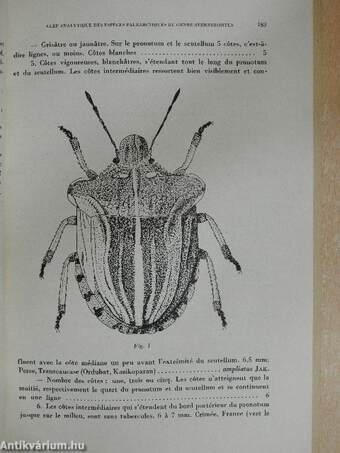 Clef Analytique des Espéces Paléarctiques du Genre Sternodontus et la Description de l'Espéce Sternodontus Hungaricus Spec. Nova