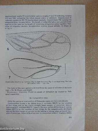 Ceratocombus (Xylonannus) Kunsti N. Sp. - A new species of dipsocoridae from Czechoslovakia (Heteroptera)