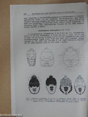 Bemerkungen über einige stadien der larven von pentatomoidea in der zoologischen abteilung des Ungarischen National-Museums