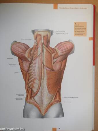 Atlas der Anatomie