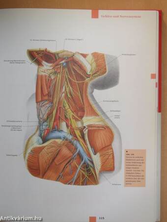 Atlas der Anatomie