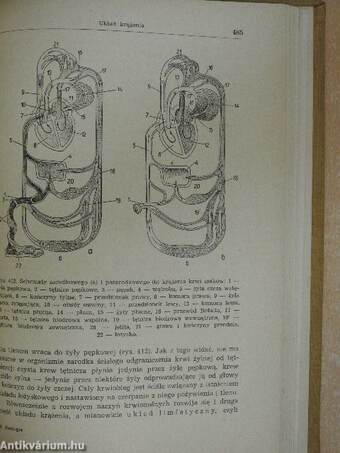 Zoologia