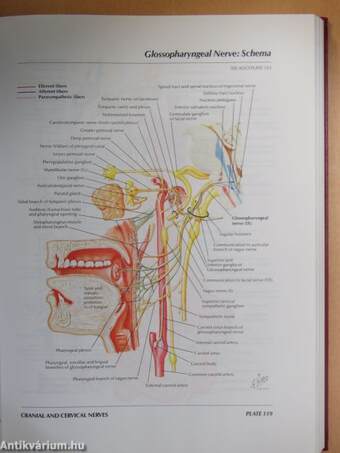 Atlas of Human Anatomy