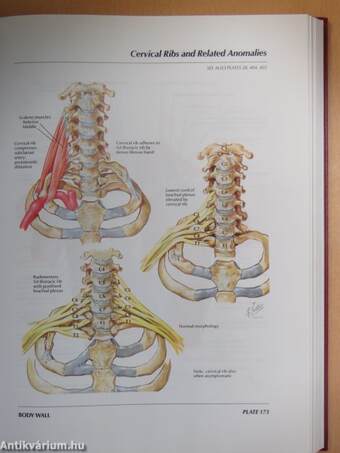 Atlas of Human Anatomy