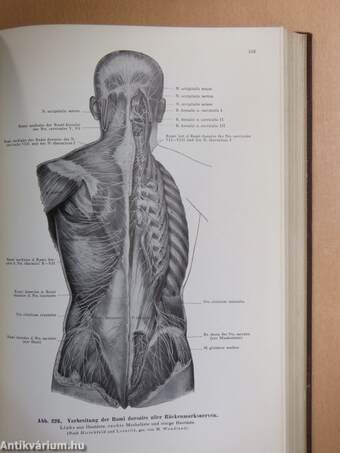 Lehrbuch und Atlas der Anatomie des Menschen III.